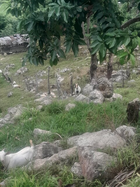 Ram Goats