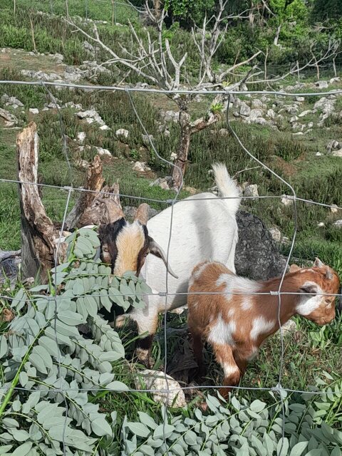 Ram Goats