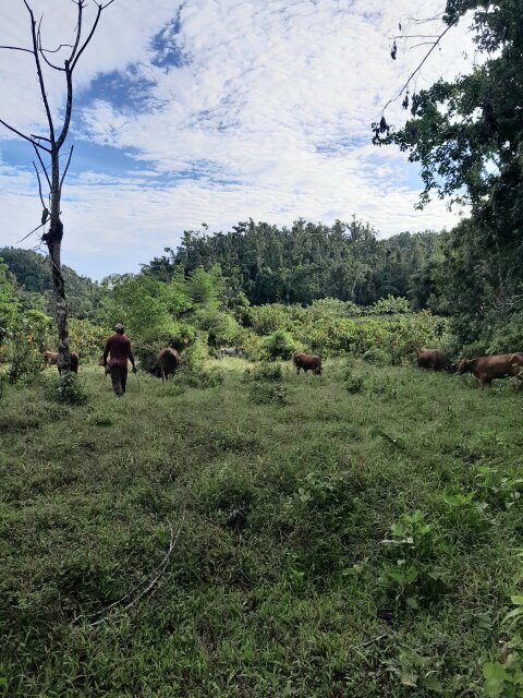 Heifers And Calves