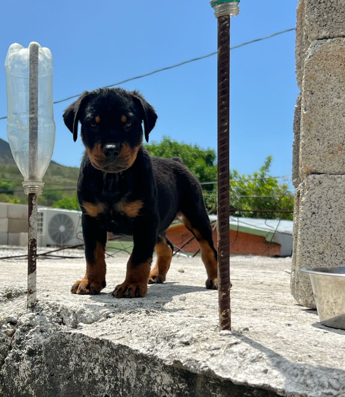 For Sale: Purebred Rottweiler - Kingston