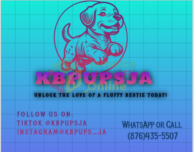 Shih Tzu And Shihpoo Puppies Forsale