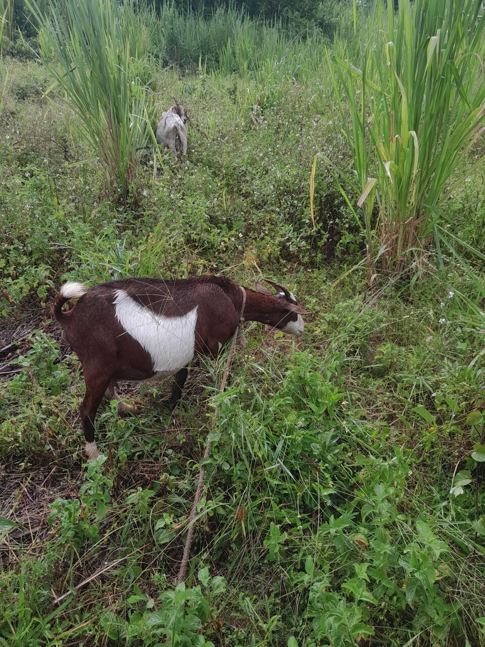 Doe/Nanny Goat (3 DROPPER)