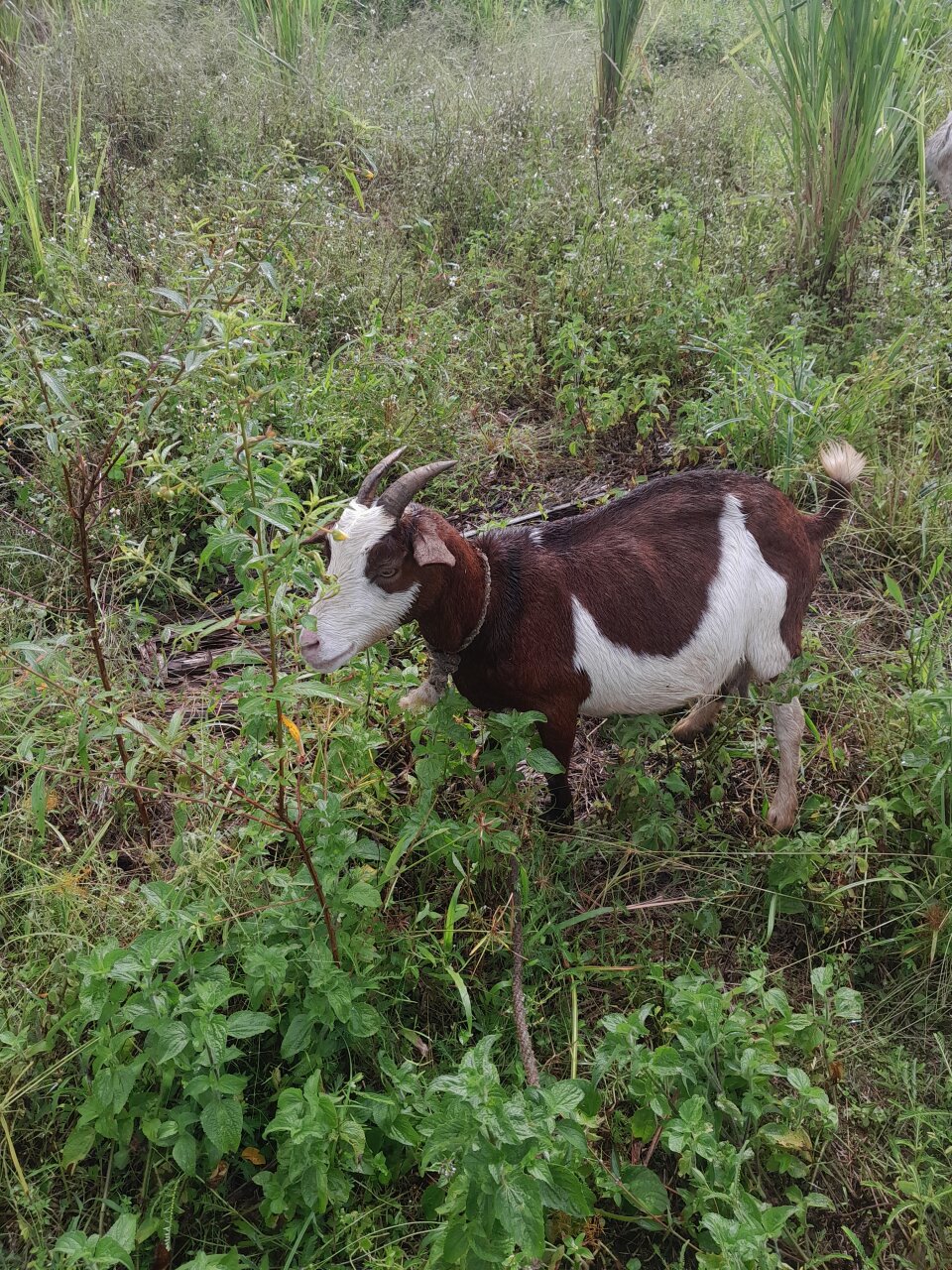 Doe/Nanny Goat