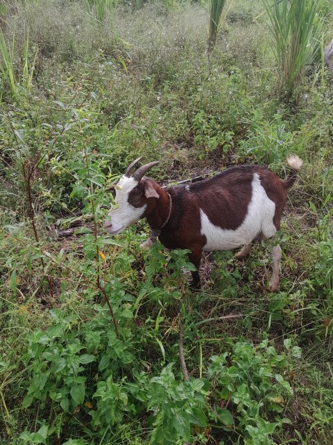 Doe/Nanny Goat