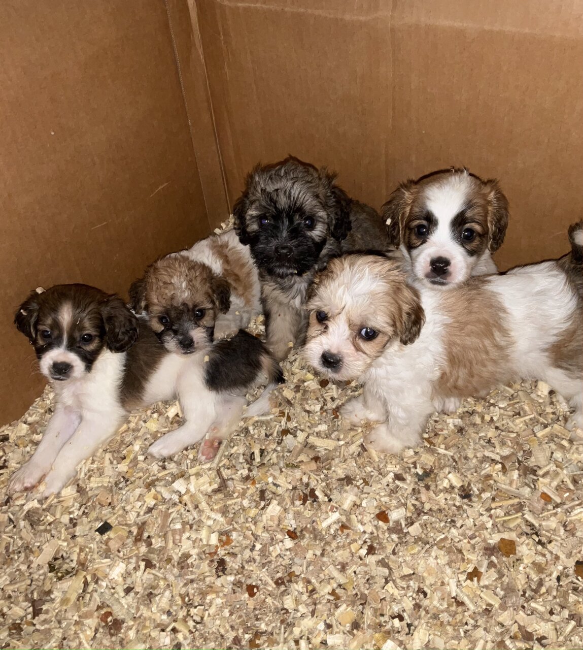 For Sale: Cockapoo Shih Tzu Puppies Available - Portmore, St Catherine