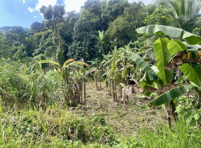 Over Two And Half Acres Of Land