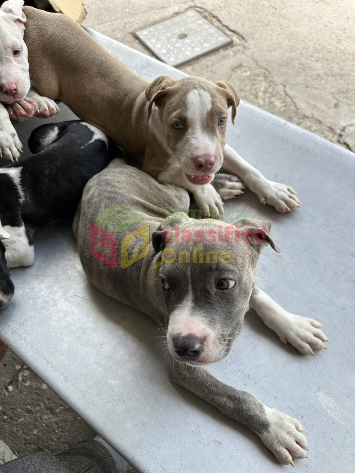 For Sale: Pitbull Puppies - Spanish Town