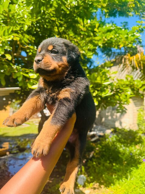 For Sale: Rottweiler Puppies - Spanish Town