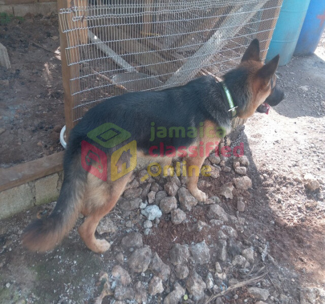 German Shepherd(Stud Service)