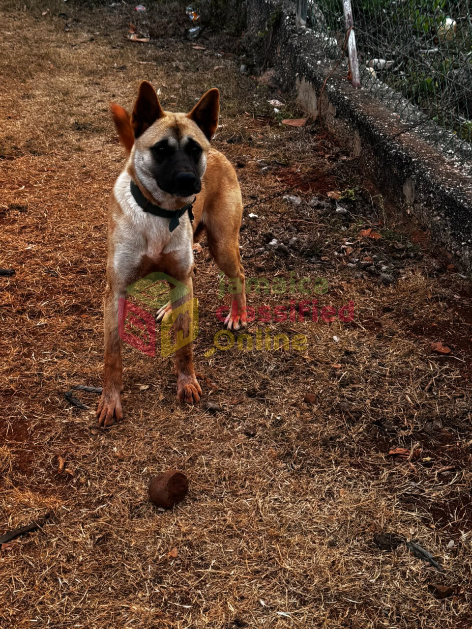 Akita Female For Sale Or Trade For A German Shephe