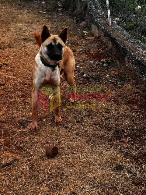 Akita Shepherd Female For Sale