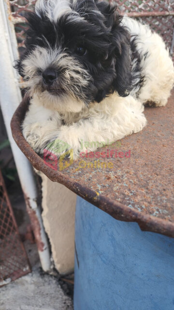 Shih Tzu Poodle