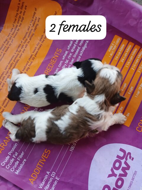 Shih Tzu Poodle