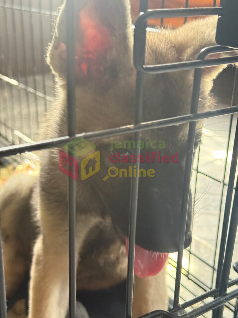 Akita Mixed Malinois Pups