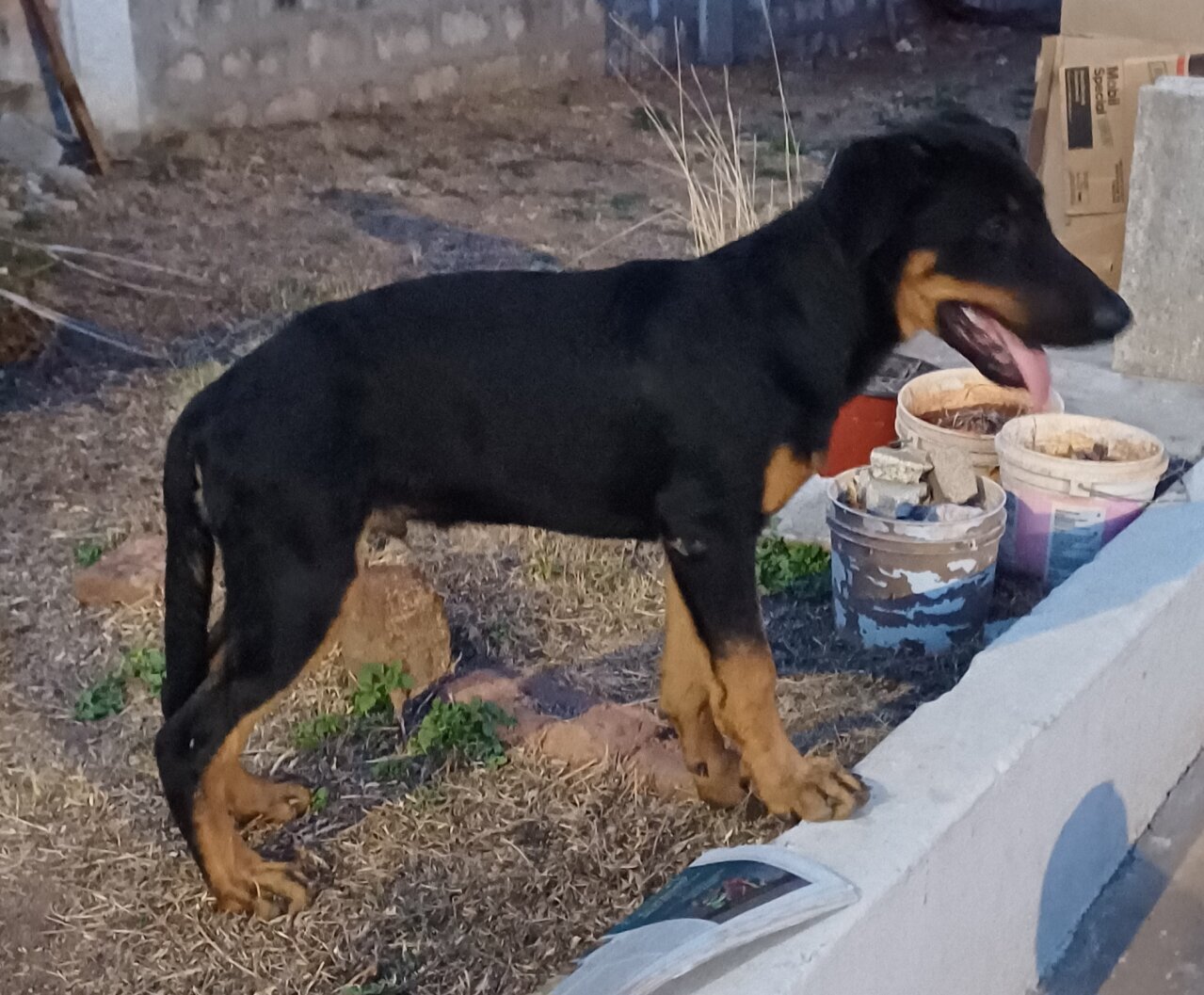 For Sale: Mixed German Shepherd + Rottie Puppies
