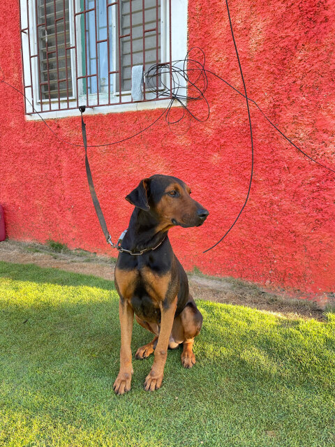 Ridgeback X Great Dane Mix