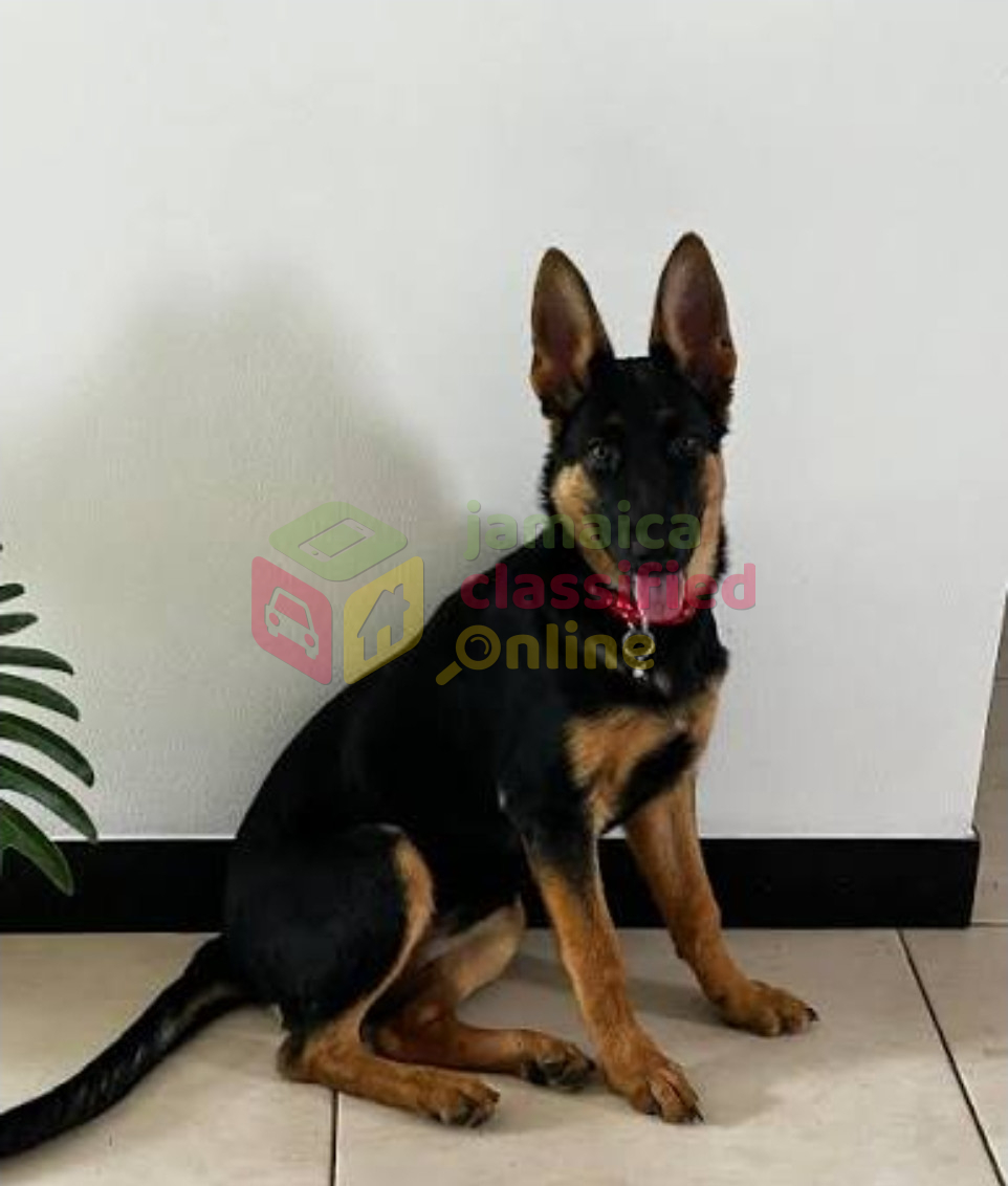 German Shepherd  Male 5 Months Old Pup
