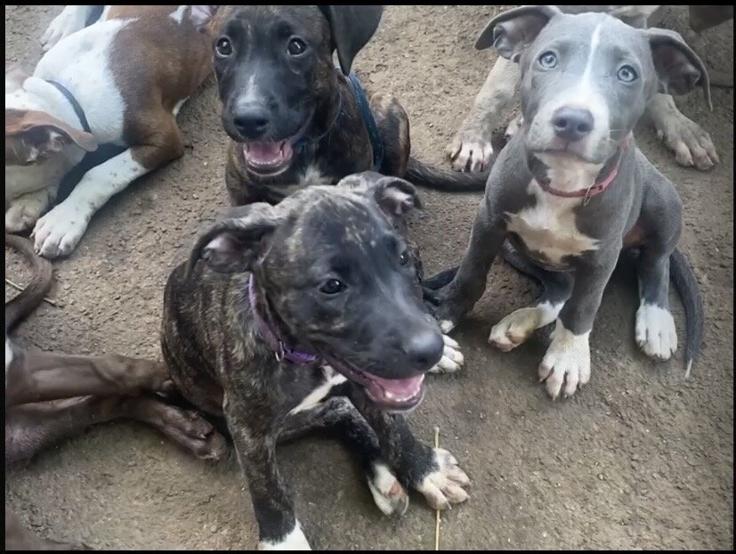 PITBULL PUPPIES FOR SALE (Just A Few Left!)