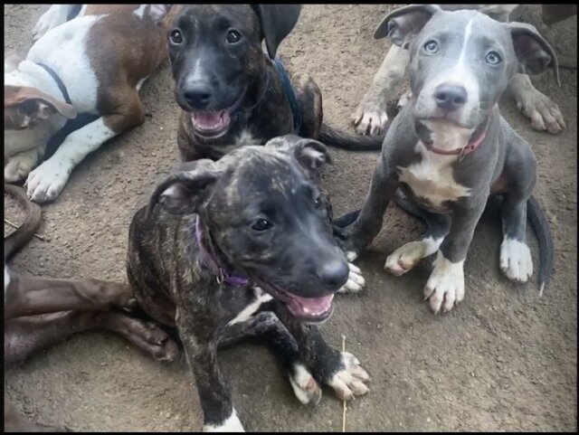 PITBULL PUPPIES FOR SALE (Just A Few Left!)