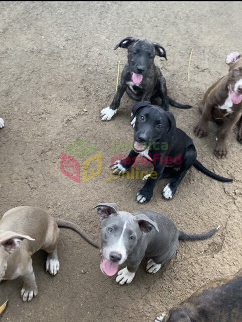 PITBULL PUPPIES FOR SALE (Just A Few Left!)