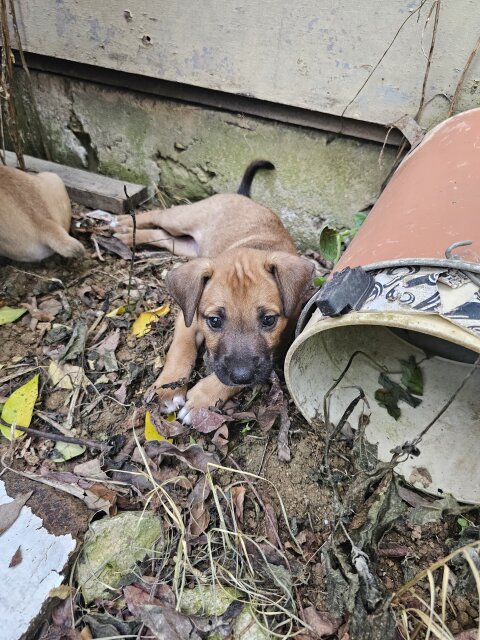 Female Puppy Free To A Good Home