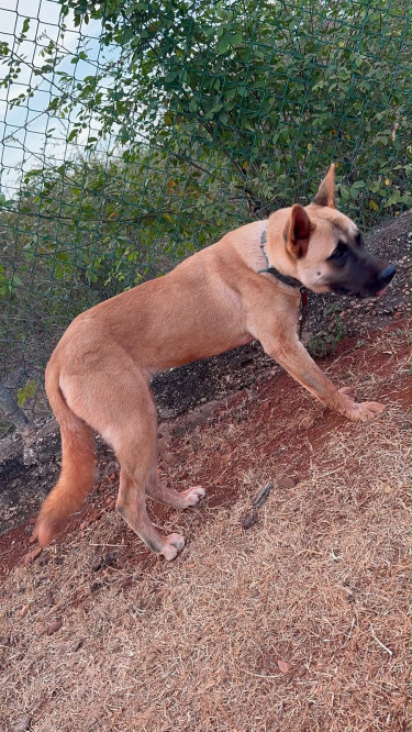 9 Months Old Female Akita For Sale