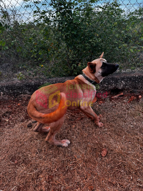 9 Months Old Female Akita For Sale