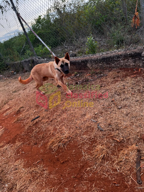 Akita For Sale