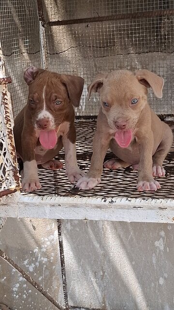 American Bully X American Pitbull