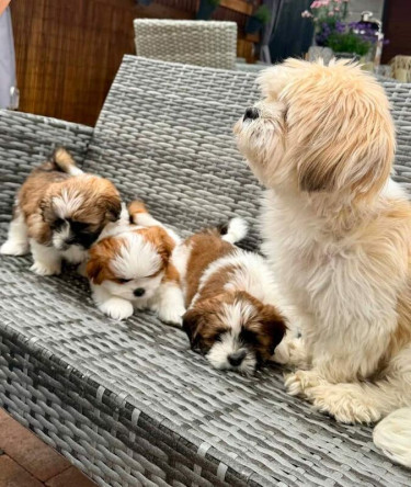 Beautiful Shih Tzu Pups