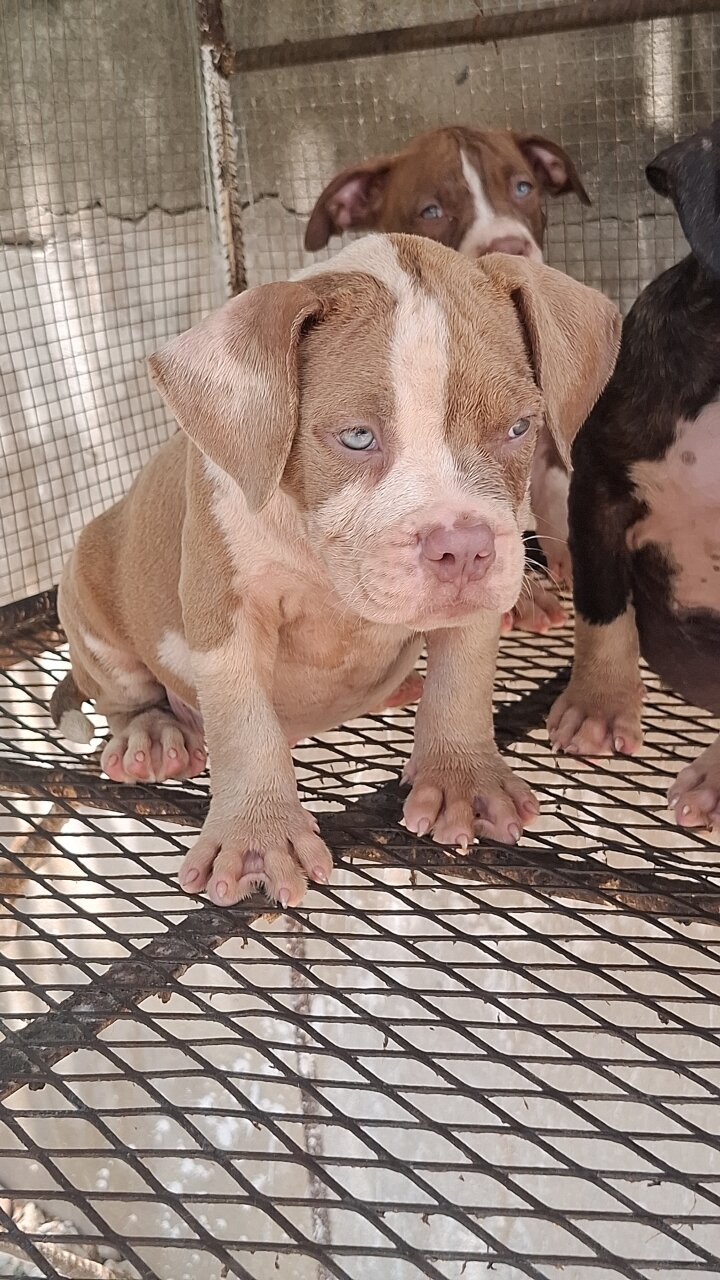 AMERICAN BULLIES