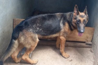 Registered German Shepherd Forsale 