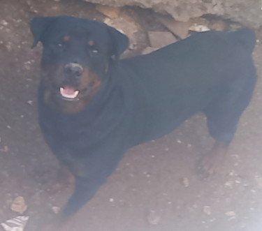 Registered Rottweiler Male Forsale (1 Year Old)
