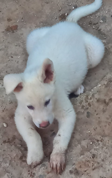 Akita Pups Forsale 