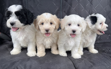 Shih Tzu Poodle Mix