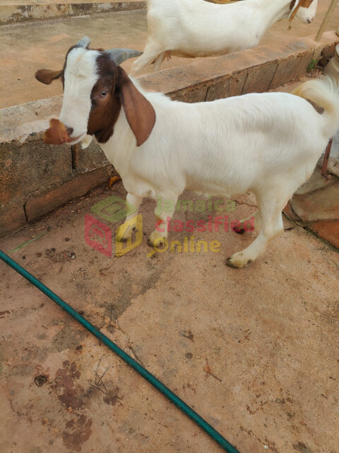 Boar Goats