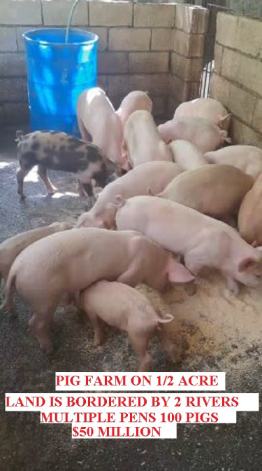 PIG FARM ON 1/2 ACRE MULTIPLE PENS OVER 100 PIGS. 