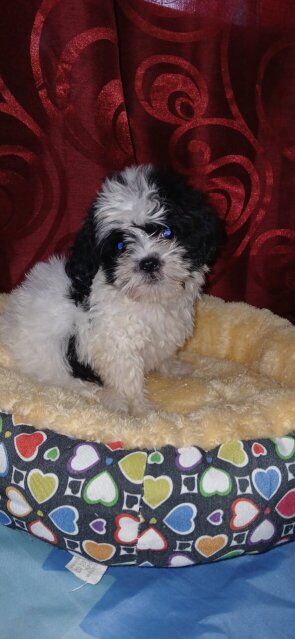 Shih-tzu Female Puppy For Rehoming 35k