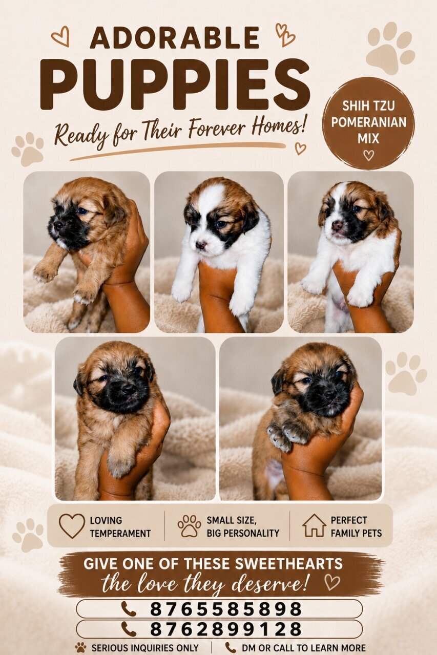 Shih Tzu Pomeranian Mix