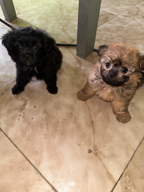 7 Weeks Old Pomeranian Shihtzu Puppy