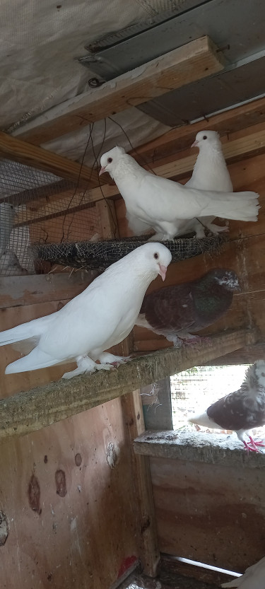 Mixed Pigeon 