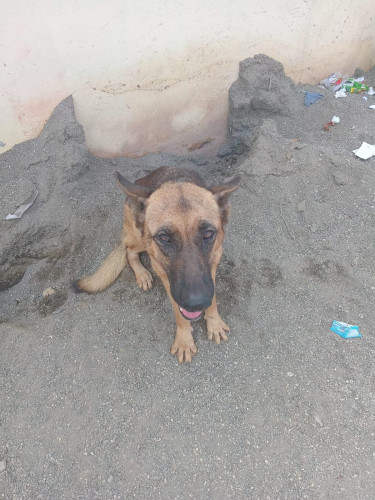 Registered 2 Yr Old  Female German Shepherd 