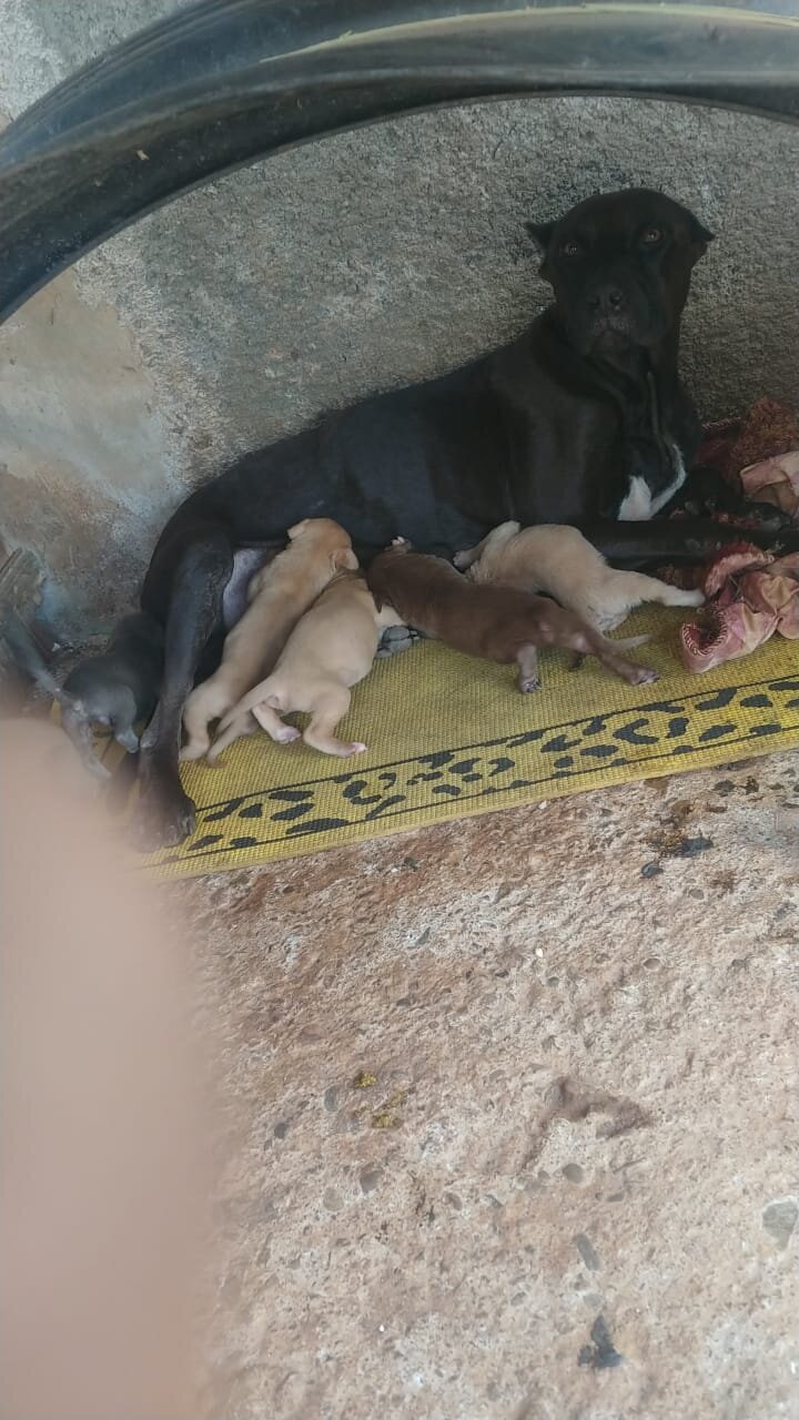 Ptibull Puppies