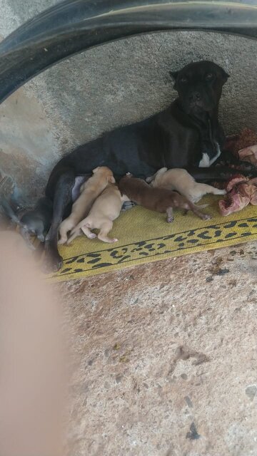 Ptibull Puppies