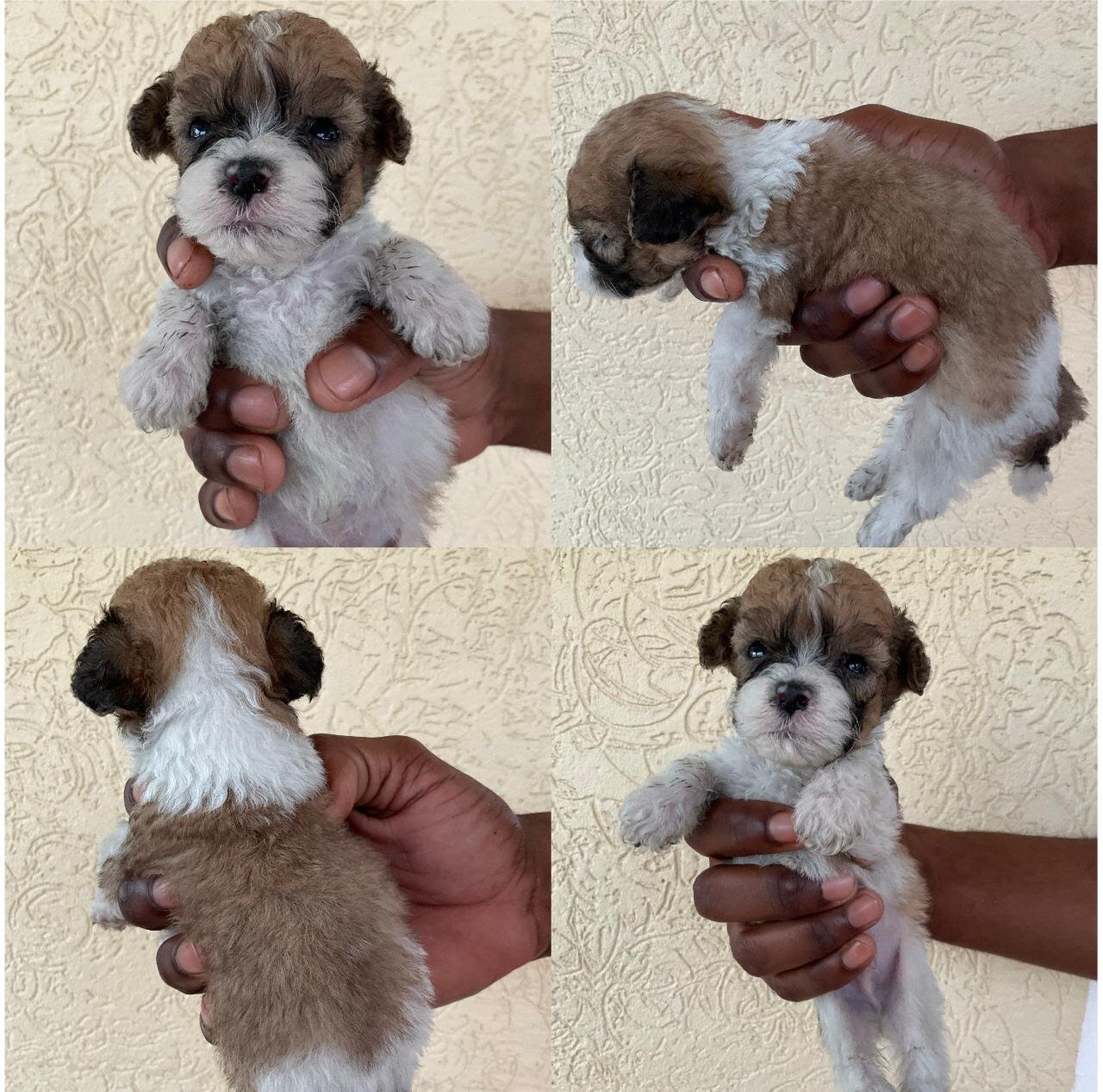 Cockerspniel Shih Tzu Mix