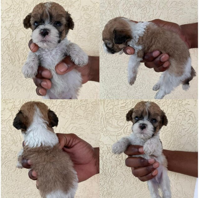Cockerspniel Shih Tzu Mix