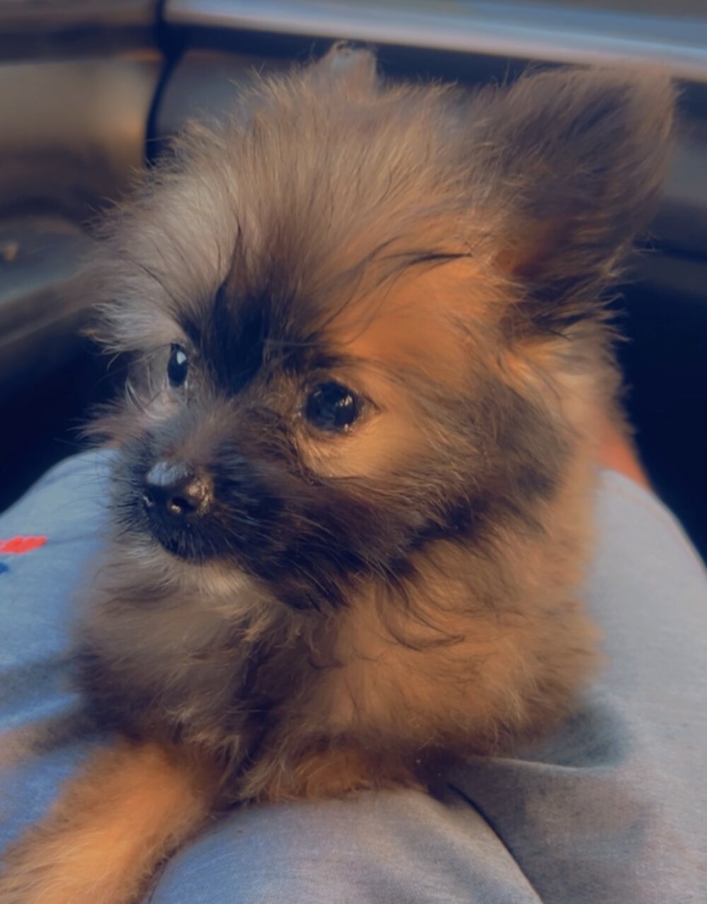 Female Pomeranian Mix
