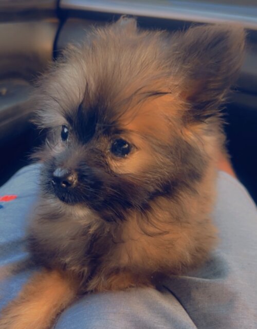 Female Pomeranian Mix
