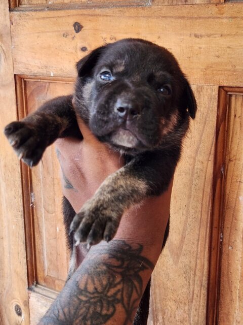 GERMAN SHEPHERD × PITBULL Mix