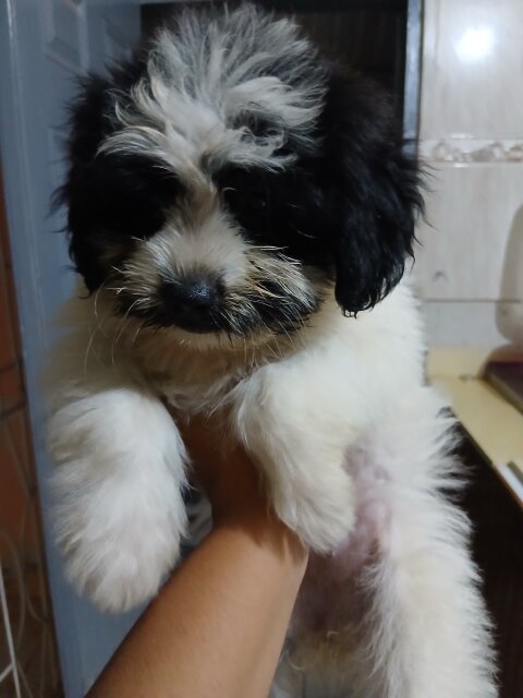 Female Puppy For Sale 35k